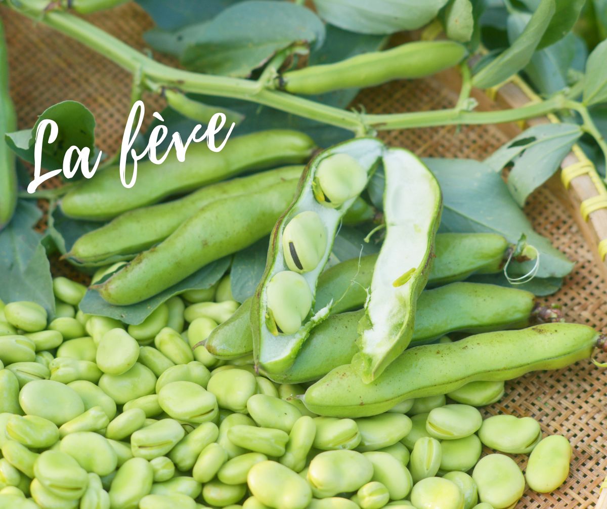 Feve Shape feve | La cuisine de Circée