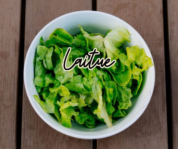 laitue