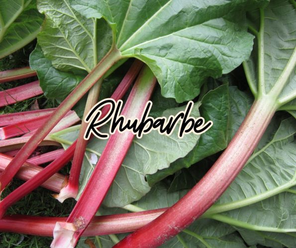 Rhubarbe