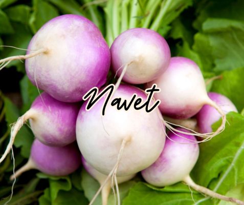 navet légume racine hiver printemps