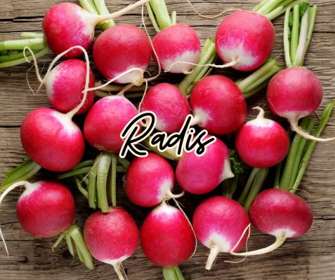 radis légume janvier